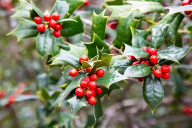 Ilex aquifolia, Noel için iç dekorasyon. Yeşil çalılık, kırmızı böğürtlenli