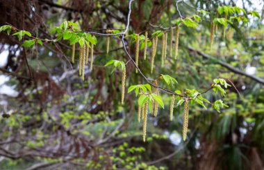 Huş ağacından yapılmış küpeler. Baharda ağaçlar. Huş ağacı çiçeği..