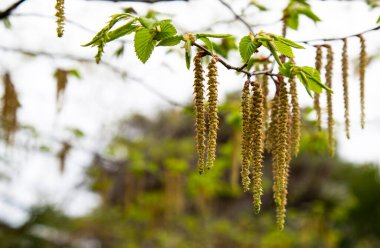 Huş ağacından yapılmış küpeler. Baharda ağaçlar. Huş ağacı çiçeği..