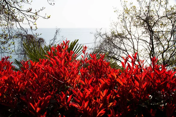Photinia Fraseri Robin Vermelho Arbusto Com Folhas Vermelhas Plantas Sul — Fotografia de Stock