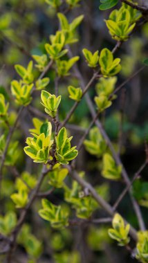 Ağaç dalında doğal yeşil yapraklar. Baharın başında taze yeşillik.