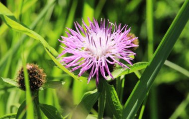 Burdock dikenli mor çiçek, yeşil tomurcuklar ve bitkisel bahçede yapraklar. Çiçekli şifalı ağaç burcu Arctium lappa, daha büyük dulavrat, yenilebilir dulavrat, dilenci düğmeleri, dikenli burr, mutlu binbaşı.