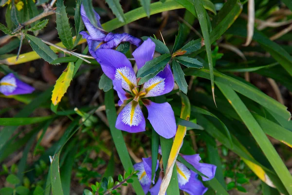 Small blue flowers in spring. A small flower Bush in the garden. In the raindrops