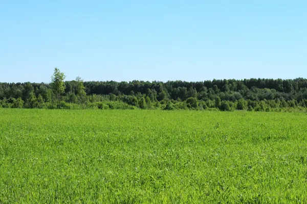 Aria Fresca Bellissimo Paesaggio Naturale Prato Con Albero Verde Nella — Foto Stock