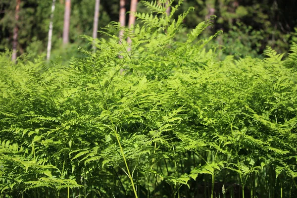 Nephrolepis exaltata, the sword fern, is a species of fern in the Lomariopsis family. Green fern leaves in the forest