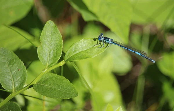 Eine Kleine Blaue Libelle Sitzt Einem Sommertag Auf Einem Grashalm — Stockfoto