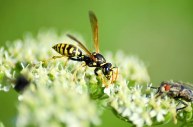 Nature around my home