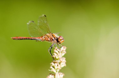 Nature around my home