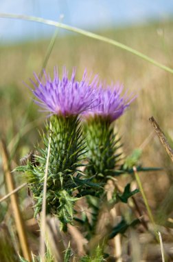 Nature around my home