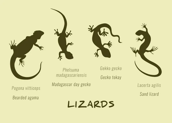 kertenkele türleri siluetleri koyu yeşil ışık Sarı zemin üzerinde. Agama, kertenkeleler, kum kertenkele zooloji set