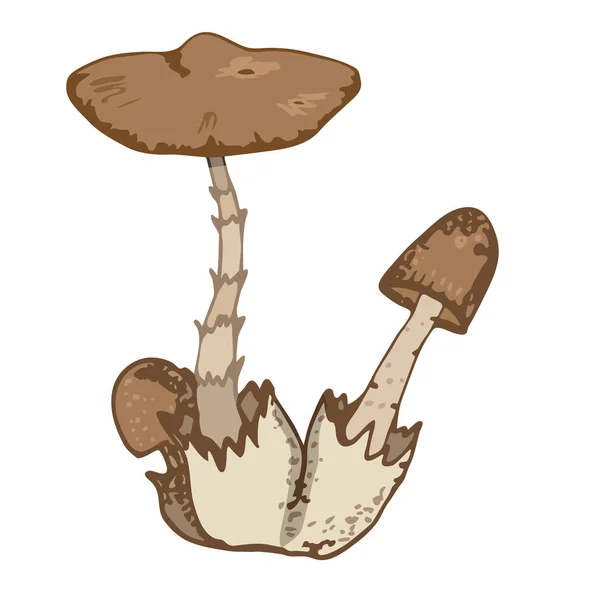 毒菌棕色可食用蘑菇分离的向量例证 — 图库矢量图片