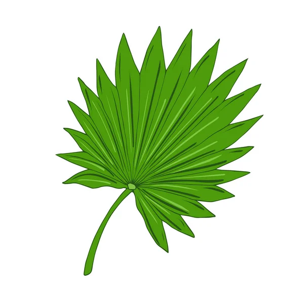 Hoja Palma Ilustración Vectorial Aislada Icono Hoja Exótica Tropical Verde — Vector de stock