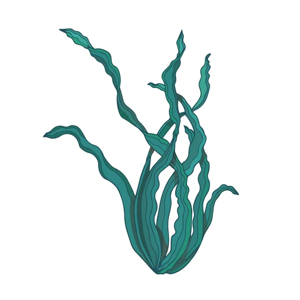 Seaweeds vektör illüstrasyon simgesi görüntü. Sualtı yosun Kelp, su deniz yosun bitki simge vektör Illüstrasyon