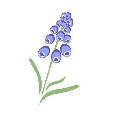 yaprak vektör illüstrasyon ile açık mavi Muscari dalı