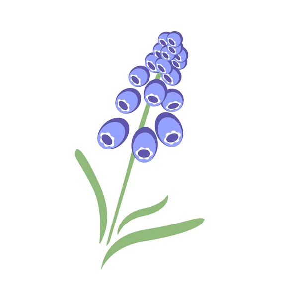Rama Muscari Azul Claro Con Ilustración Vectores Hojas — Archivo Imágenes Vectoriales