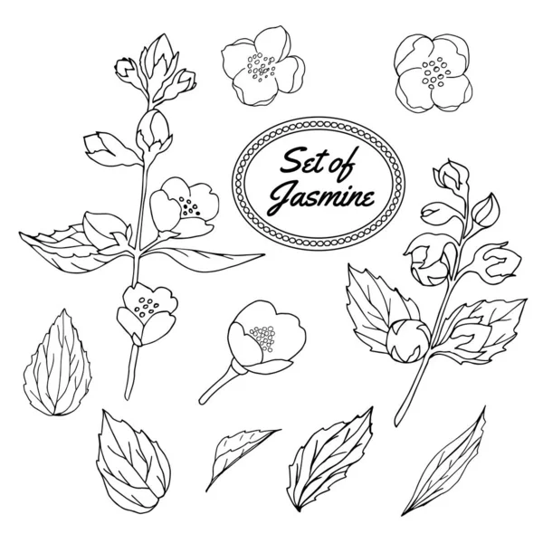 Yasemin el çizim seti çizilmiş. Vintage vektör illüstrasyon. Çiçek retro tarzı görüntü koleksiyonu.