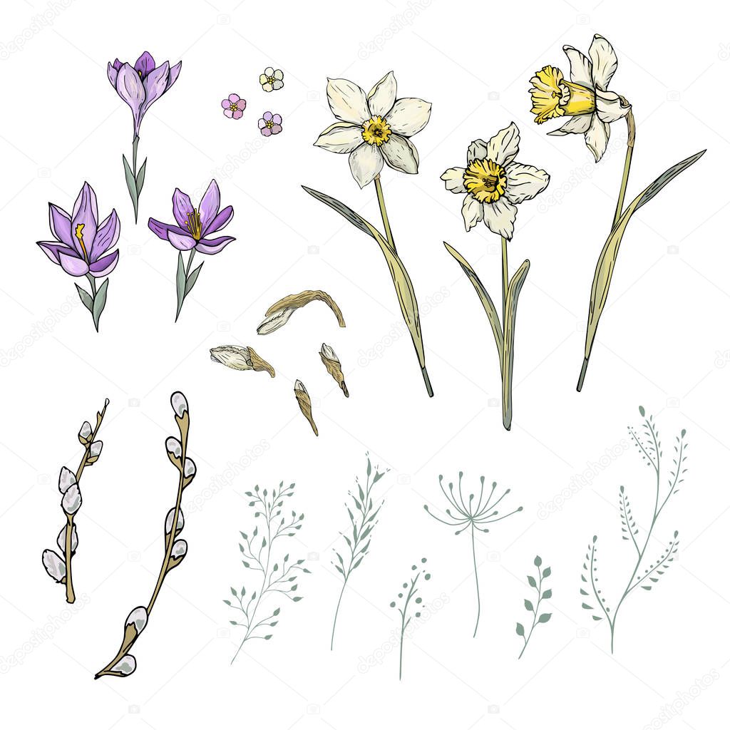 Floral set of elements. Collection of spring flowers narcissus, crocus and herbs for cards, packaging, stationary.