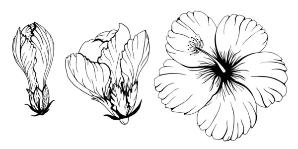 Kontur Hibiskus Set Blume Und Knospen Dekorative Monochrome Vektorillustration Chinesische — Stockvektor