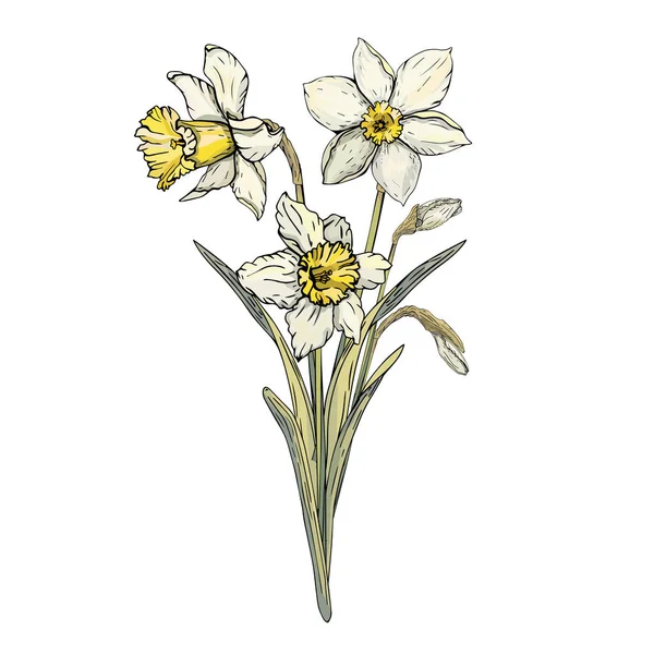 Narciso Ramo Decorativo Vector Floral Icono Ilustración — Archivo Imágenes Vectoriales