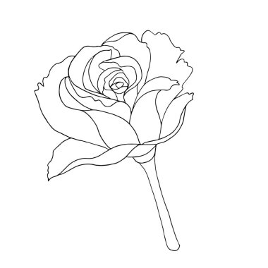 Güzel el-boğulma kök vektör illüstrasyon yükseldi. Gravür, dövme, boyama için beyaz arka plan üzerinde monokrom grafik görüntü siyah çiçek.