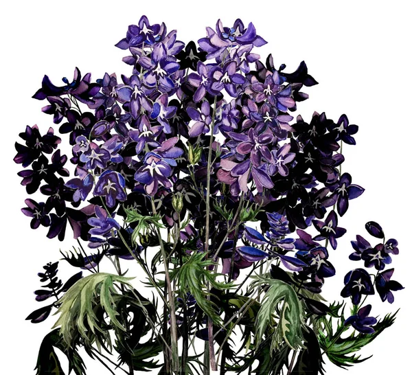Delphinium Flores Florecientes Púrpura Ramo Acuarela Aislada Sobre Fondo Blanco —  Fotos de Stock
