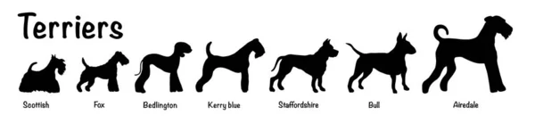 Vektör beyaz arka plan üzerinde yedi terrier köpeklerin izole siluet. Yedi terrier