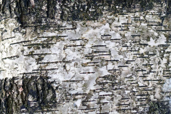 Birch Tree Bark Closeup — Stock Photo, Image