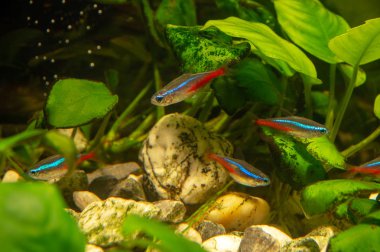 Kardinal Tetra aqua içinde