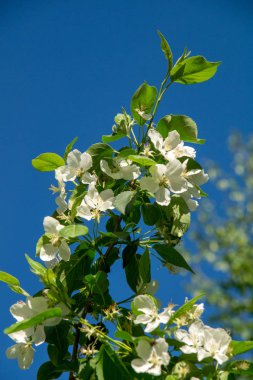 mavi gökyüzüne karşı güneşli bir bahar gününde bir şehir parkında elma ağacı açan