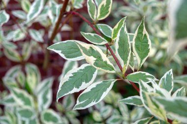 Cornus Controversa Variegata Yaprakları