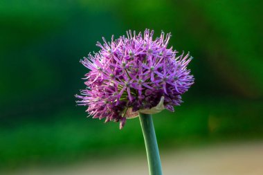 Yaz çiçekli Allium çiçek yakın çekim görüntü. Yumuşak arka plan