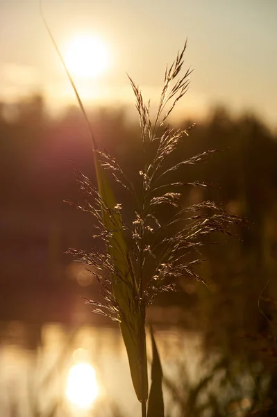 Reed at sunset. Backlit Photography