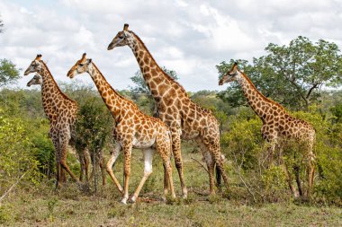 Zuid Afrika 'daki Sabi Sands Game' deki zürafa.
