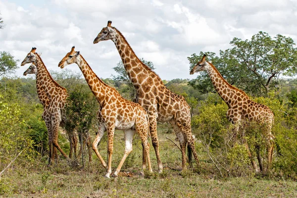 Inggris Giraffen Sabi Sands Game Zuid Afrika — Stok Foto