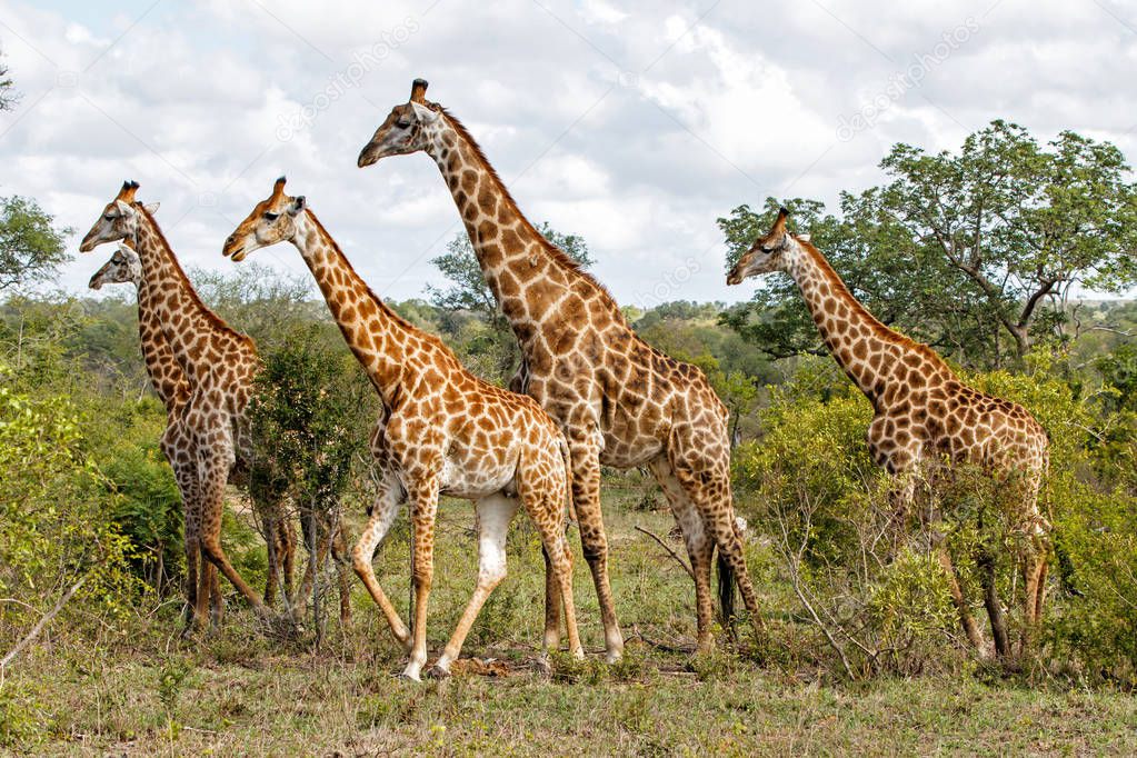 Giraffen in Sabi Sands Game in Zuid Afrika