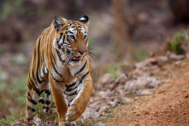 Tijger Hindistan Tadoba Milli Parkı