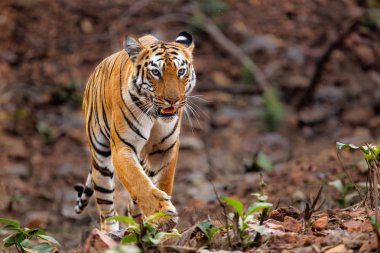 Kaplan Hindistan Tadoba Milli Parkı