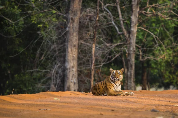Tiger Tadoba Nationalpark Indien — Stockfoto