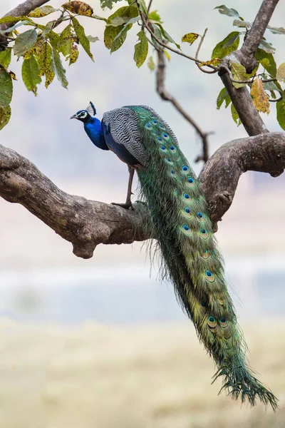 Pavo Real Árbol Parque Nacional Kanha India —  Fotos de Stock