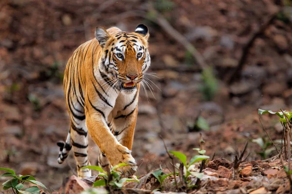 Tygrys Parku Narodowego Tadoba Indiach — Zdjęcie stockowe