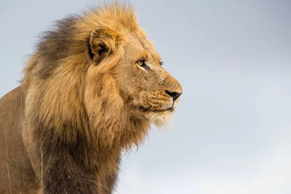 南非克鲁格国家公园一只雄狮的肖像 — 图库照片