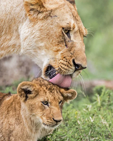 Lwica Pozdrowienie Jej Cub Parku Narodowym Msai Mara Kenii — Zdjęcie stockowe