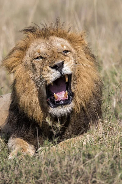 Портрет Рыкающего Льва Национальном Парке Масаи Мара Кении — стоковое фото