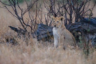 Genç aslan yavrusu Güney Afrika Kruger National Park