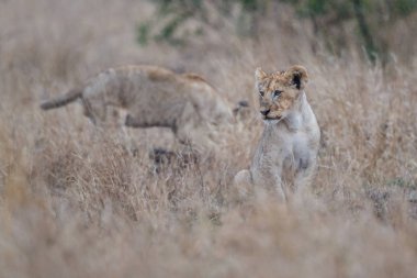 Genç aslan yavrusu Güney Afrika Kruger National Park