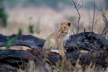 Genç aslan yavrusu Güney Afrika Kruger National Park