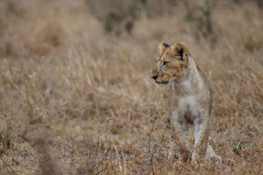 Jonge leeuwenwelp in de regen in het Kruger Ulusal Parkı, Zuid Afrika