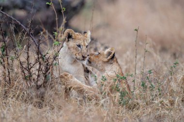 Güney Afrika Kruger National Park oynayan genç Aslan yavruları