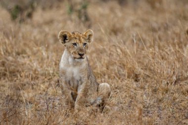 Genç aslan yavrusu yağmurda Kruger Milli Parkı'nda Güney Afrika