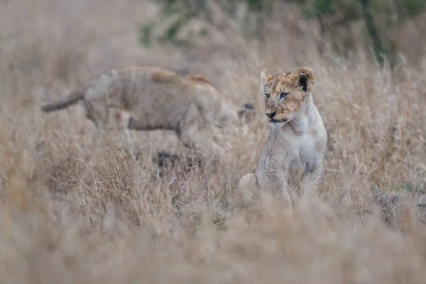 Cachorro León Joven Parque Nacional Kruger Sudáfrica — Foto de Stock